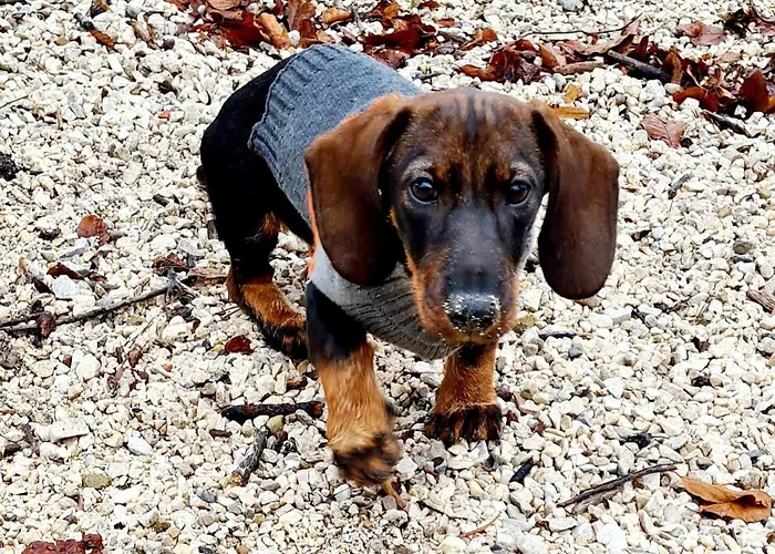 Apartment Bergpanorama